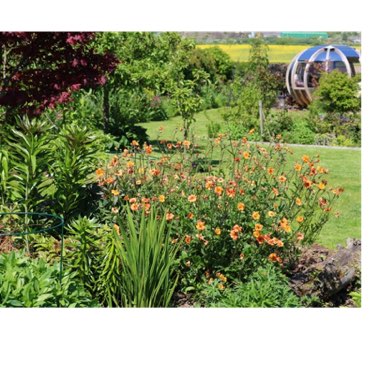 Geum 'Totally Tangerine'