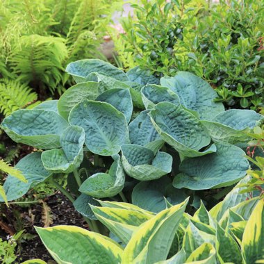 Hosta 'Big Daddy'