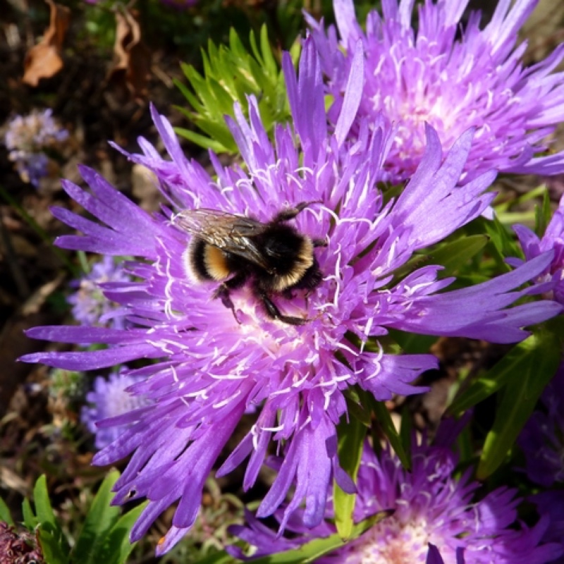 Plant image Stokesia 'Peachie's Pick'