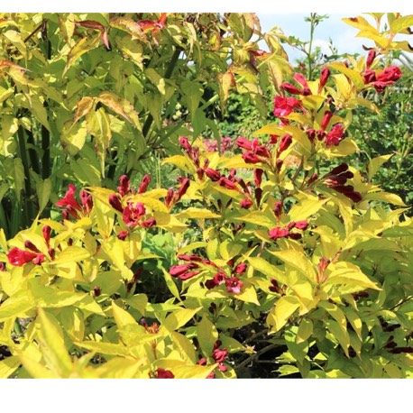 Plant image Weigela 'Olympiade' syn. Weigela 'Briant Rubidor', Weigela 'Rubidor', Weigela 'Rubigold'