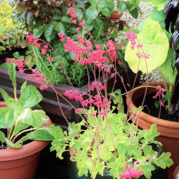 Plant image Heuchera 'Leuchtkafer' syn. Heuchera 'Firefly'