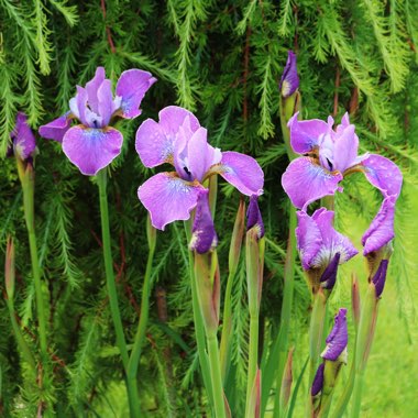 Iris sibirica 'Lavendelwein'