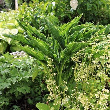 Plant image Hosta 'Praying Hands'