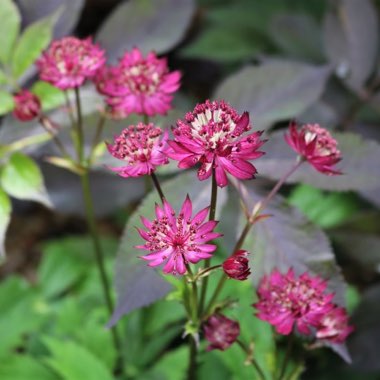 Astrantia 'Hadspen Blood'