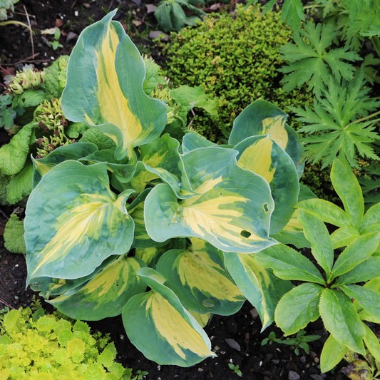 Plant image Hosta 'Dream Weaver'