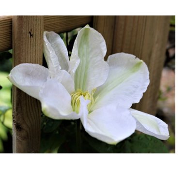 Clematis 'Marie Boisselot' syn. Clematis 'Madame le Coultre'