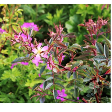 Plant image Rosa glauca syn. Rosa rubrifolia, Rosa ferruginea