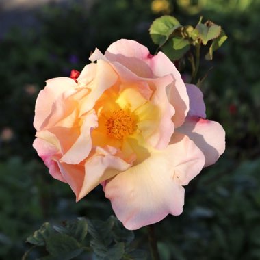 Rosa 'Fighting Temeraire'