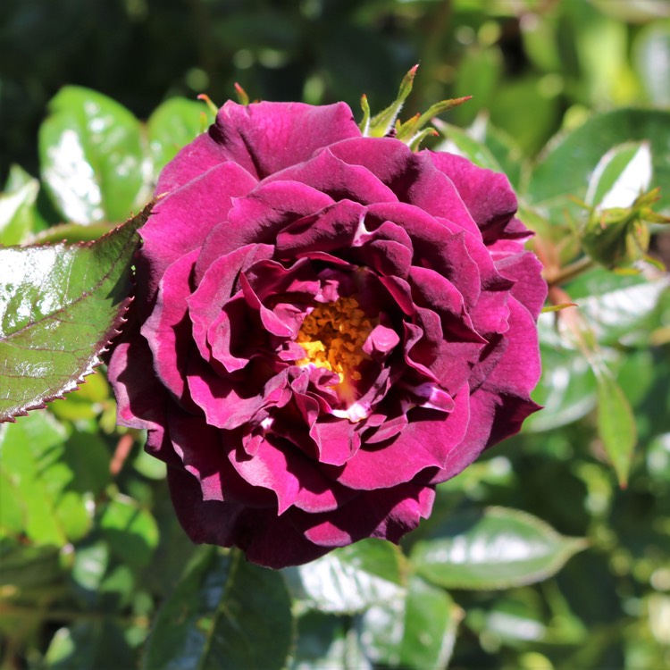 Plant image Rosa 'Wekwibypur' syn. Rosa 'Diamond Eyes'