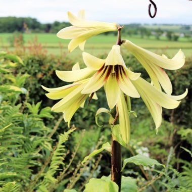 Cardiocrinum giganteum syn. Lilium giganteum himalaicum