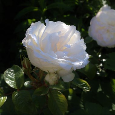 Rosa 'Princess Of Wales Hardinkum'