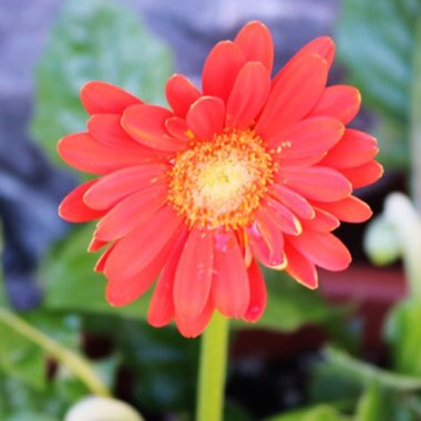 Gerbera Garvinea 'Sweet Glow'