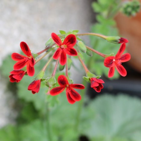 Plant image Pelargonium 'Ardens' syn. Pelargonium x ardens