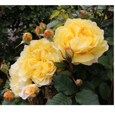 Plant image Rosa 'Auswhirl' syn. Rosa 'The Poet's Wife'