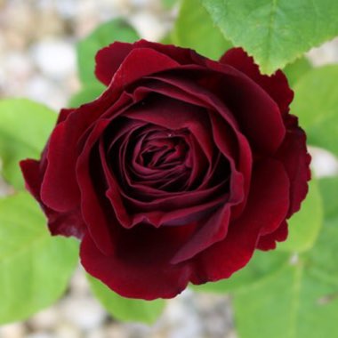 Rosa 'Souvenir du Docteur Jamain'