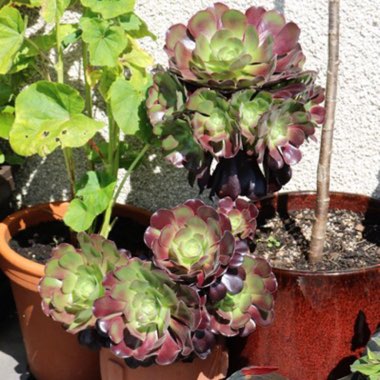 Aeonium Arboreum Velour