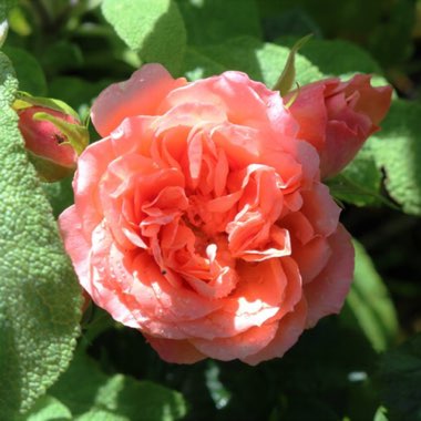 Rosa 'Sweet Wonder'