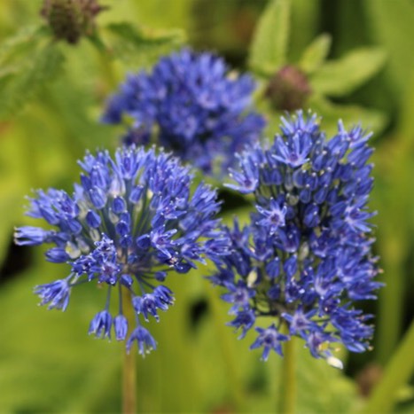 Plant image Allium caeruleum syn. Allium azureum, Allium caeruleum azureum, Allium coerulescens