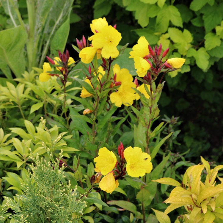 Oenothera tetragona 'Fireworks', Evening Primrose 'Fireworks ...