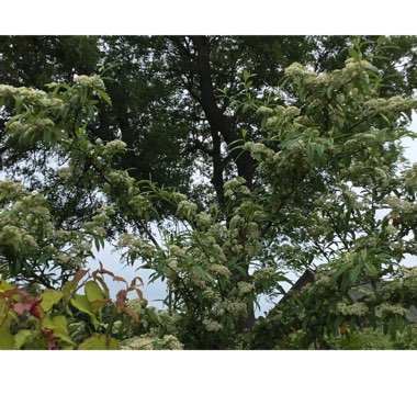 Cotoneaster salicifolius Exburiensis