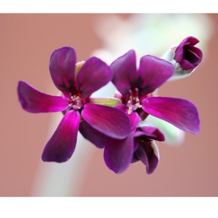 Plant image Pelargonium sidoides syn. Pelargonium sidifolium