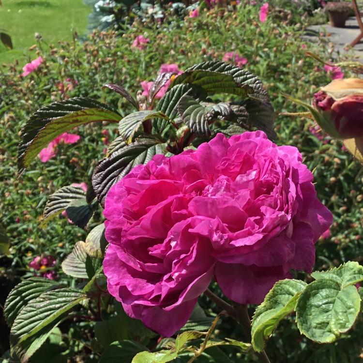 Plant image Rosa 'Reine des Violettes' syn. Rosa 'Queen of the Violets'