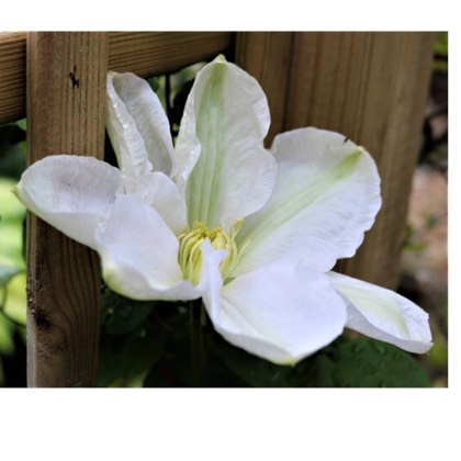 Plant image Clematis 'Marie Boisselot' syn. Clematis 'Madame le Coultre'