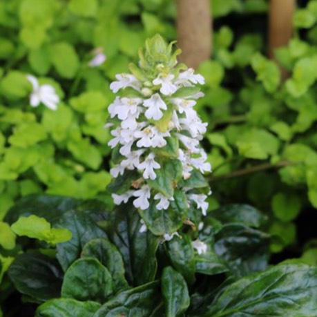 Plant image Ajuga reptans f. albiflora 'Alba'