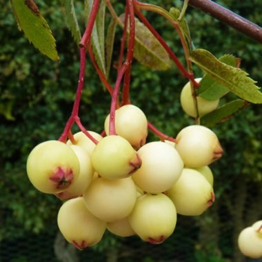 Sorbus Kashmiriana