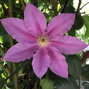 Clematis 'Abilene'