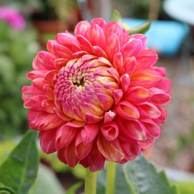 Dahlia 'Burlesca'