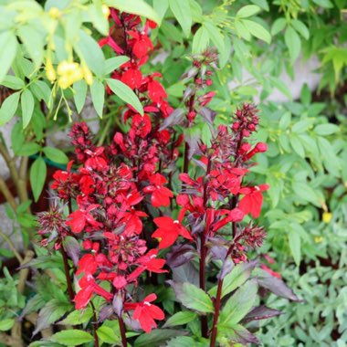 Lobelia Cardinalis syn.Lobelia fulgens ; Lobelia splendens