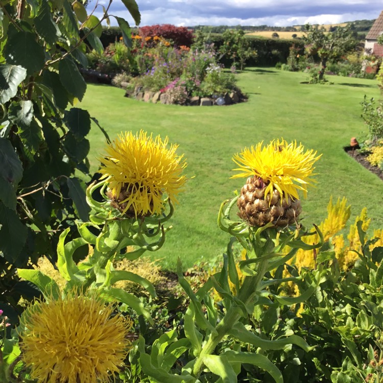 Plant image Centaurea macrocephala