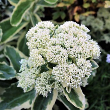 Sedum 'Frosty Morn'