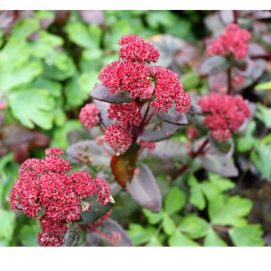 Sedum Telephium 'Xenox'