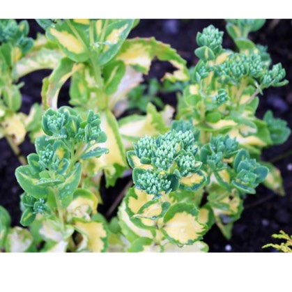 Plant image Sedum Erythrostictum 'Mediovariegatum'