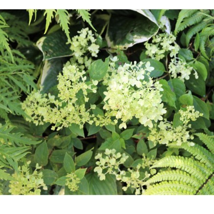 Plant image Hydrangea paniculata 'Jane' syn. Hydrangea paniculata 'Little Lime'