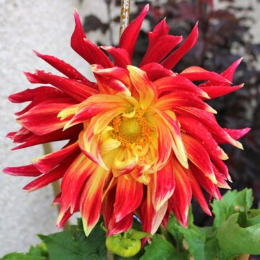 Dahlia 'Akita'