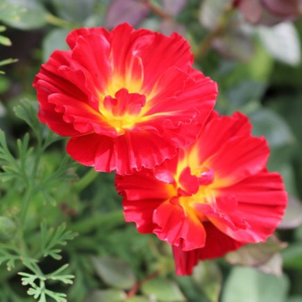 Plant image Eschscholzia californica 'Cherry Swirl'