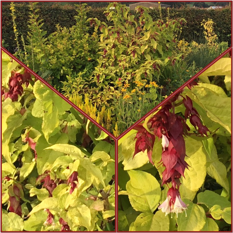 Plant image Leycesteria formosa 'Golden Lanterns'