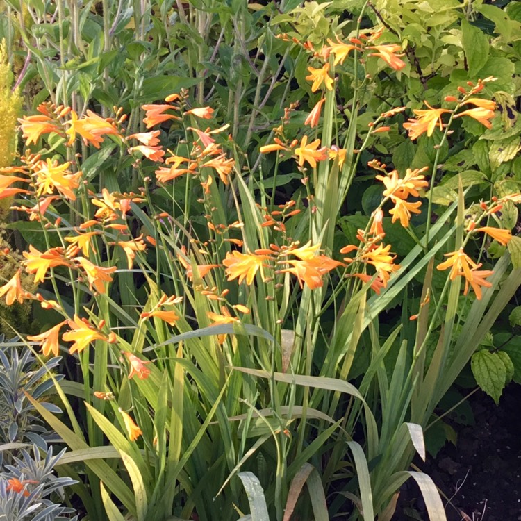 Plant image Crocosmia x crocosmiiflora 'George Davison'