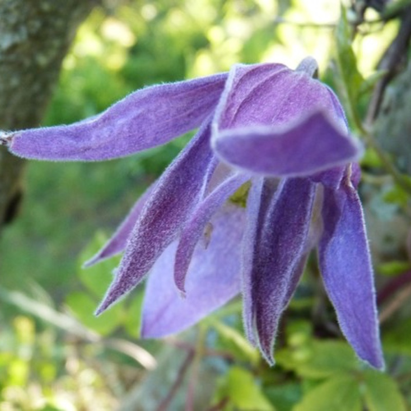 Plant image Clematis macropetala 'Wesselton'