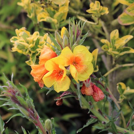 Plant image Oenothera versicolor 'Sunset Boulevard'