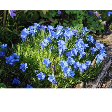 Gentiana sino-ornata