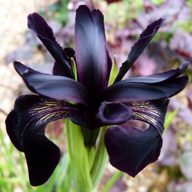 Plant image Iris chrysographes Black-Flowered syn. Iris chrysographes Black-form