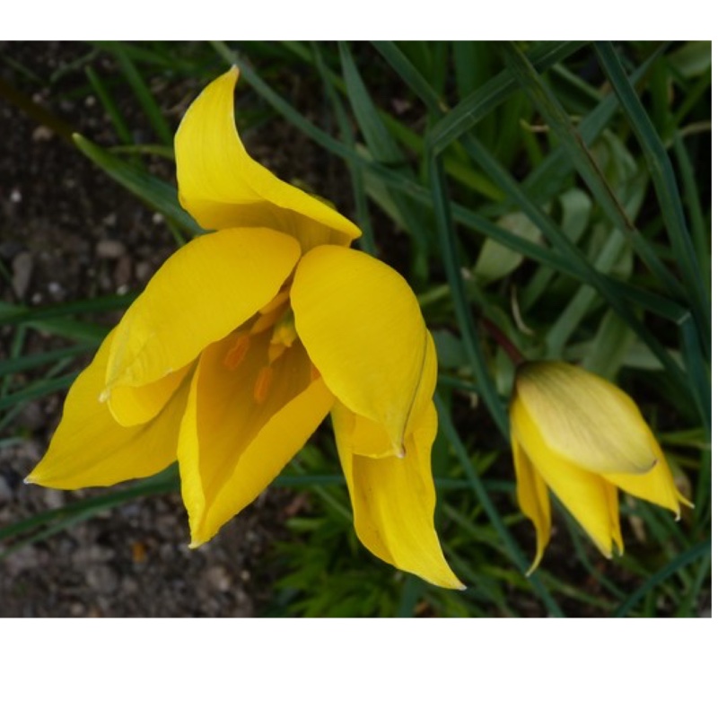 Tulipa sylvestris