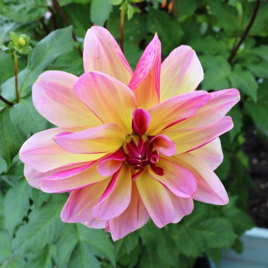 Plant image Dahlia 'Dark Butterfly'