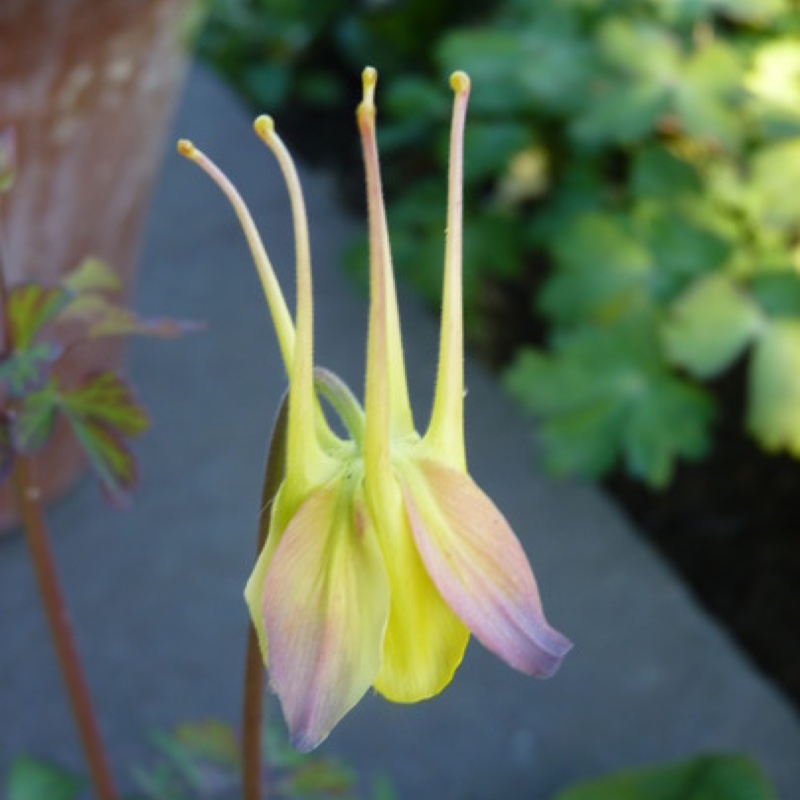 Plant image Aquilegia chrysantha