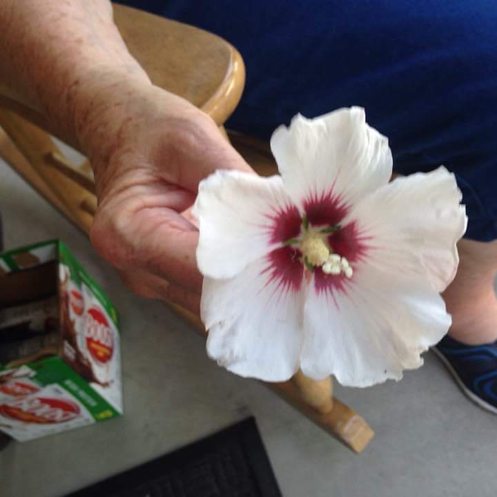 Plant image Hibiscus Tree