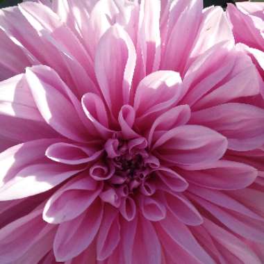 Dahlia 'Lavender Perfection'